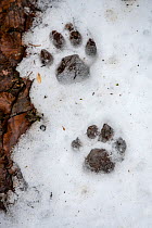 Pugmarks of Eurasian lynx (Lynx lynx) in melting snow, Bavarian Forest National Park, Germany, captive, February.