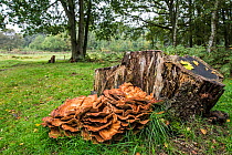 Giant polypore bracket fungus / Black-staining polypore (Meripilus giganteus / Polyporus giganteus) on tree-stump, Belgium, October.