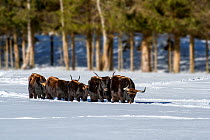 Heck cattle (Bos domesticus) herd walking in the snow in winter. Attempt to breed back the extinct aurochs (Bos primigenius), Bavarian Forest, Germany, captive, January