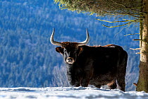 Heck cattle (Bos domesticus) bull under tree in the snow in winter. Attempt to breed back the extinct aurochs (Bos primigenius), Bavarian Forest, Germany, captive, January