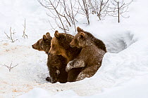 Brown bear (Ursus arctos arctos) female and two cubs, aged 1 year, emerging from den in winter, Bavarian Forest, Germany, captive, January.
