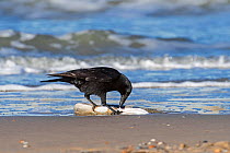Scavenging Carrion crow (Corvus corone) feeding on dead European conger eel (Conger conger) washed ashore on beach along the North Sea coast, Belgium, November.
