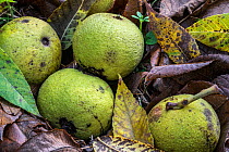Fallen green husks / walnuts of the Eastern black walnut (Juglans nigra) tree on the forest floor, native to eastern North America, Belgium, November.