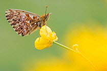 RF - Titania's fritillary butterfly (Boloria titania) on buttercup, Aosta Valley, Gran Paradiso National Park, Italy. (This image may be licensed either as rights managed or royalty free.)
