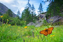 RF - Titania's fritillary butterfly (Boloria titania) in mountain alpine meadow habitat, Aosta Valley, Gran Paradiso National Park, Italy. (This image may be licensed either as rights managed or royal...