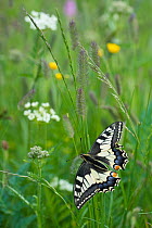 RF - Common swallowtail butterfly (Papilio machaon) Aosta Valley, Gran Paradiso National Park, Italy.