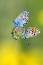 RF - Silver studded blue butterflies (Plebejus argus) Aosta Valley, Gran Paradiso National Park, Italy. July. (This image may be licensed either as rights managed or royalty free.)