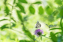 RF - Marbled white butterfly (Melanargia galathea) on knapweed, with soft focus leaves, Aosta Valley, Gran Paradiso National Park, Italy. (This image may be licensed either as rights managed or royalt...
