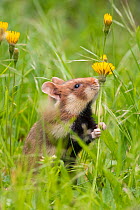 RF - European hamster (Cricetus cricetus)  sniffing flower, Austria (This image may be licensed either as rights managed or royalty free.)