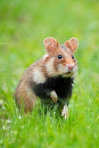 RF - European hamster (Cricetus cricetus)   Austria. (This image may be licensed either as rights managed or royalty free.)