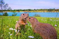 RF - European ground squirrels / Sousliks (Spermophilus citellus)greeting, Gerasdorf, Austria. April. (This image may be licensed either as rights managed or royalty free.)