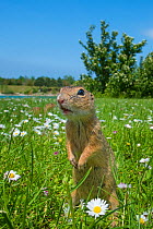 RF - European ground squirrel / Souslik (Spermophilus citellus) in grass with daisies, Gerasdorf, Austria. April. (This image may be licensed either as rights managed or royalty free.)