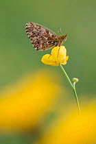 Titania's fritiallary butterfly (Boloria titania) on buttercup, Aosta Valley, Gran Paradiso National Park, Italy.