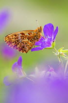 Titiana's fritiallary butterfly (Boloria titania) Aosta Valley, Gran Paradiso National Park, Italy.