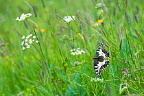 Common swallowtail butterfly (Papilio machaon) Aosta Valley, Gran Paradiso National Park, Italy.