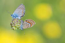 Silver studded blue butterfly (Plebejus argus) Aosta Valley, Gran Paradiso National Park, Italy.