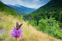 Burnet moth (Zygaena carniolica) on knapweed, in mountain habitat, Aosta Valley, Gran Paradiso National Park, Italy.