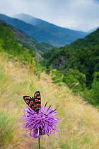 Burnet moth (Zygaena carniolica) on knapweed, in mountain habitat, Aosta Valley, Gran Paradiso National Park, Italy.