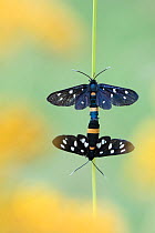 Nine spotted moth (Amata phegea) pair mating, Aosta Valley, Gran Paradiso National Park, Italy.