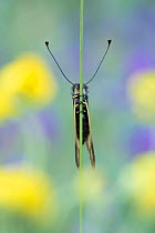 Owlfly (Libelloides coccajus) resting, Aosta Valley, Gran Paradiso National Park, Italy.
