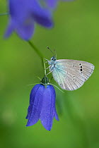 Green-underside blue butterfly (Glaucopsyche alexis) resting on Campanula Bloemenblauwtje; Aosta Valley, Gran Paradiso National Park, Italy.