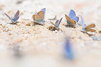 Mazarine blue butterflies (Cyaniris semiargus)  and other Blue butterflies (Lycaenidae) drinking on mineral-rich stream bank, Aosta Valley, Gran Paradiso National Park, Italy.