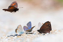 Arran brown (Erebia ligea) and Blue butterflies (Lycaenidae) species, drinking on mineral-rich stream bank; Aosta Valley, Gran Paradiso National Park, Italy.