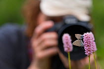 Photographer taking picture of Iolas blue butterflies (Iolana iolas) pair mating, Aosta Valley, Gran Paradiso National Park, Italy.