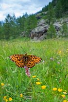 Titania's fritiallary butterfly (Boloria titania) in habitat, Aosta Valley, Gran Paradiso National Park, Italy.