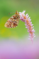 Titania's fritiallary butterfly (Boloria titania) on flowers,  Aosta Valley, Gran Paradiso National Park, Italy.