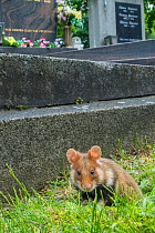 European hamster (Cricetus cricetus) in graveyard, Vienna, Austria.
