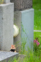 European hamster (Cricetus cricetus) in graveyard, Vienna, Austria.