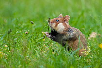 European hamster (Cricetus cricetus) feeding on plantain flower, Vienna, Austria.