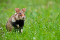 European hamster (Cricetus cricetus) in grass, Vienna, Austria.