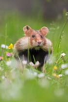 European hamster (Cricetus cricetus) in grass with cheek pouches full, Vienna, Austria.