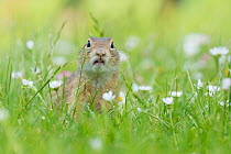 European ground squirrel (Spermophilus citellus) Gerasdorf, Austria. April.