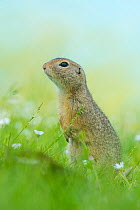 European ground squirrel / Souslik (Spermophilus citellus) in grass with daisies, Gerasdorf, Austria. April.