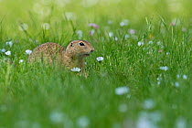 European ground squirrel / Souslik (Spermophilus citellus) in daisies, Gerasdorf, Austria. April.