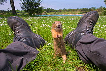 European ground squirrel / Souslik (Spermophilus citellus) approaching photographer's feet,  Gerasdorf, Austria. April.