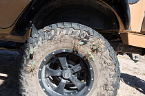 Cholla cactus (Opuntia molesta) spines stuck in car tyre, Catavina, Baja California, Mexico