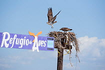 Osprey (Pandion haliaetus) nest on sign post, Scammons Lagoon, Baja California, Mexico