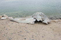 Gray whale (Eschrichtius robustus) skull, washed up on beach, Scammons Lagoon, Baja California, Mexico