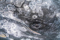 Gray whale (Eschrichtius robustus) eye up close, Scammons Lagoon, Baja California, Mexico