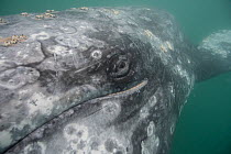 Gray whale (Eschrichtius robustus) Scammons Lagoon, Baja California, Mexico
