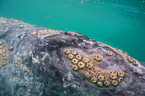 Gray whale (Eschrichtius robustus) blow hole with barnacles and whale lice, Scammons Lagoon, Baja California, Mexico