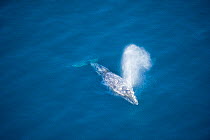 Gray whale (Eschrichtius robustus) aerial view of whale migration, Coast of California, USA, Eastern Pacific Ocean