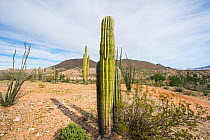 Cardon cactus (Pachycereus pringlei) in desert habitat, Baja California, Mexico.