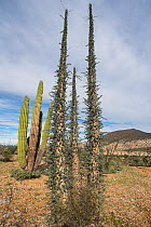 Boojum tree (Fouquieria columnaris), unique to central Baja California, Mexico