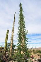 Boojum tree (Fouquieria columnaris), unique to central Baja California, Mexico