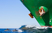 Long-beaked common dolphins (Delphinus capensis) breaching in front of large ship during sardine run, off East London, South Africa, June.